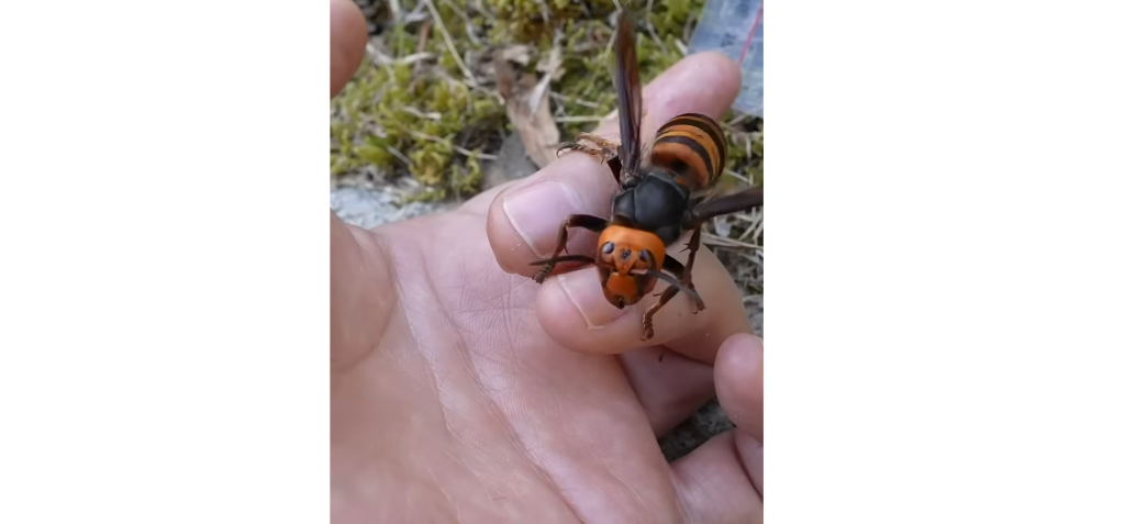 Oriental Hornet Croatia Return Raises Alarm After 60 Years of Silence