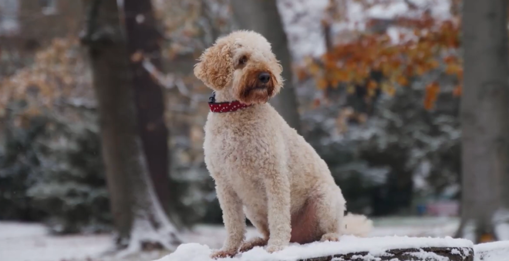 Pudel Frisst Roulade: How One Festive Feast Turned into a Veterinary Drama