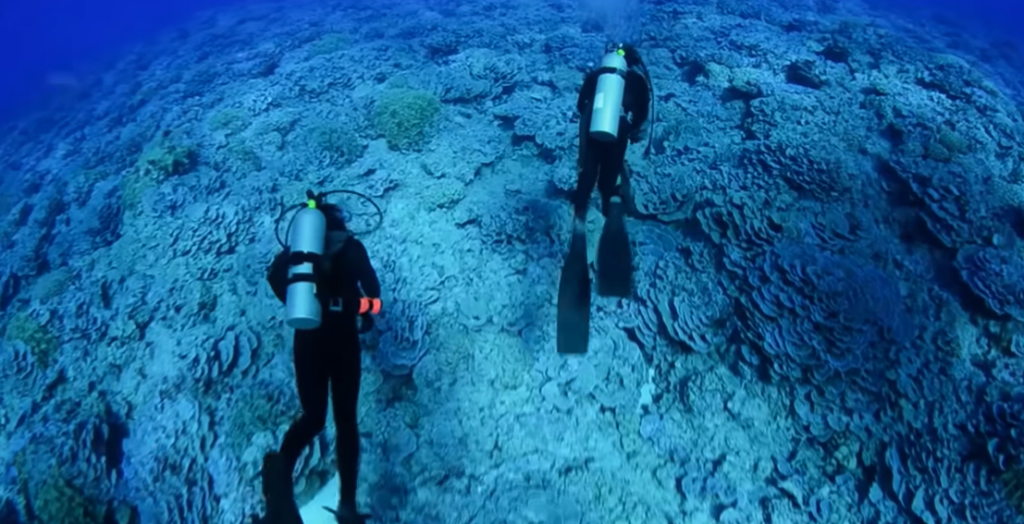 Coral reefs create their own “sunscreen” to survive climate heat
