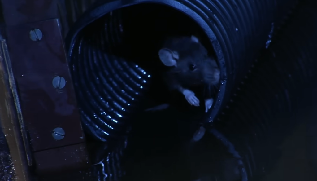 Rats taught to play hide-and-seek show surprising teamwork