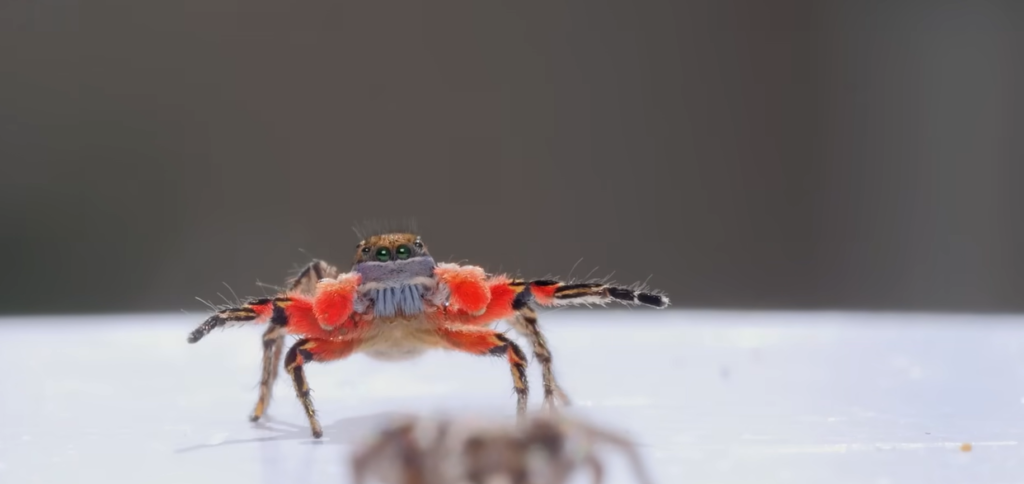 Tiny cameras inspired by insect eyes redefine VR design