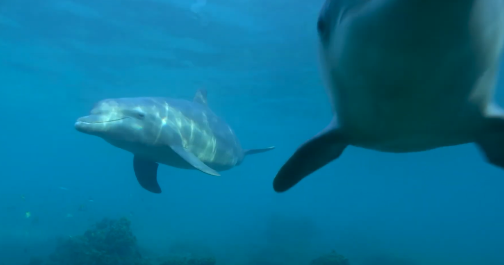Dolphins teach each other new skills faster than expected