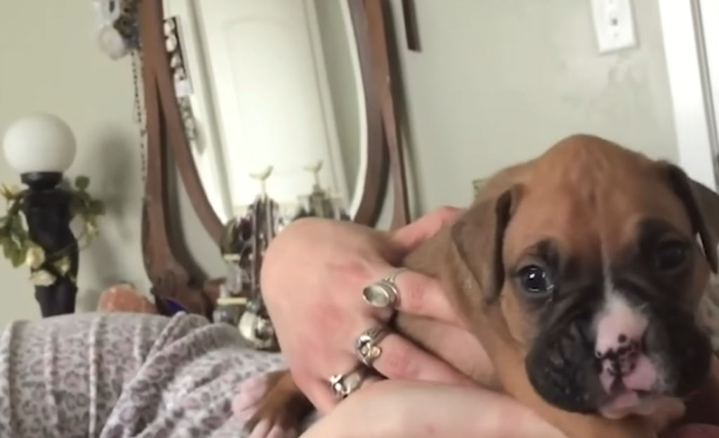 Study reveals dogs may sense illness through brain waves Study reveals dogs may sense illness through brain waves