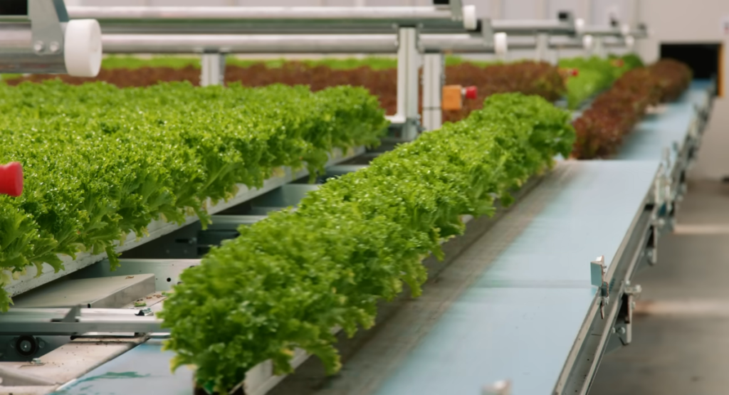 New farming technique boosts yields with 95% less fertilizer New farming technique boosts yields with 95% less fertilizer