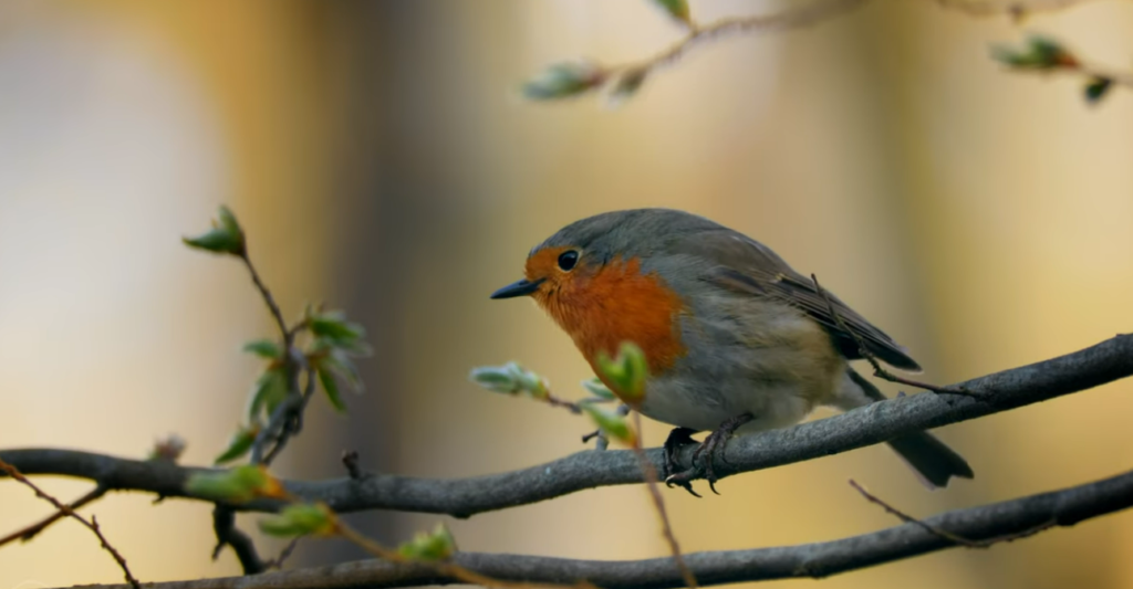 European Robin Spotted in Montreal Draws National Attention