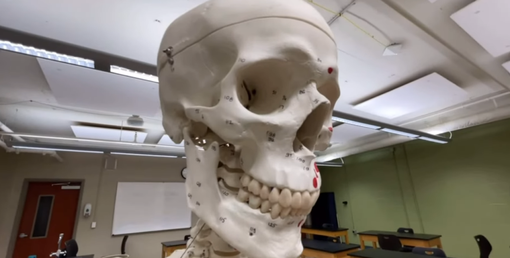 Human bones found to store emotional memory signals