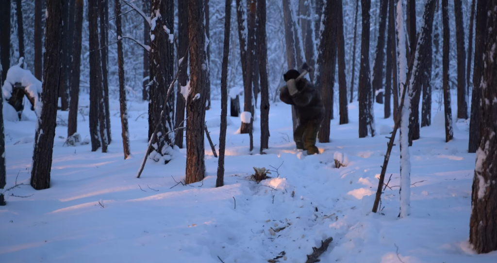 Do Trees Explode from Cold? The Truth Behind the Frosty Bang