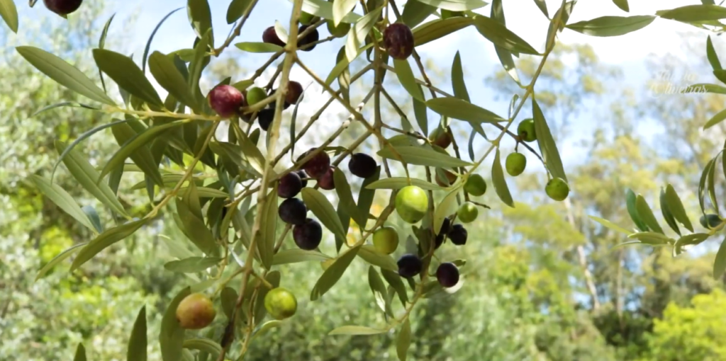 The Olive Oil That Wasn’t: How Terra das Oliveiras Slipped Past the System The Olive Oil That Wasn’t: How Terra das Oliveiras Slipped Past the System