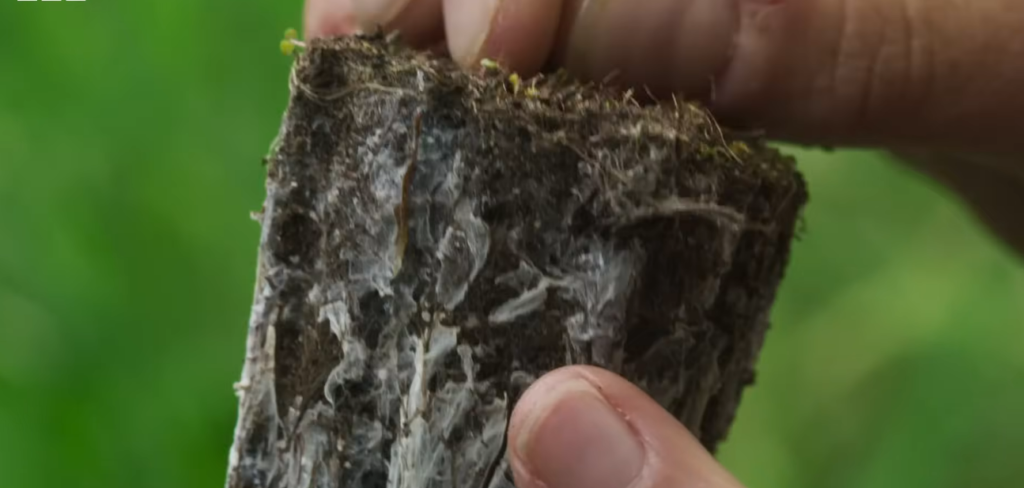 Prototaxites Was Not a Fungus, New Research Reveals