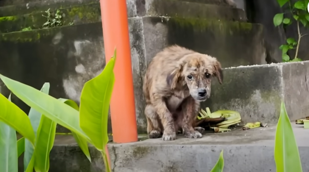 Viral Dog Killings in Telangana Uncover a Darker Truth: The Global Syndicate Profiting from India's Stray Crisis