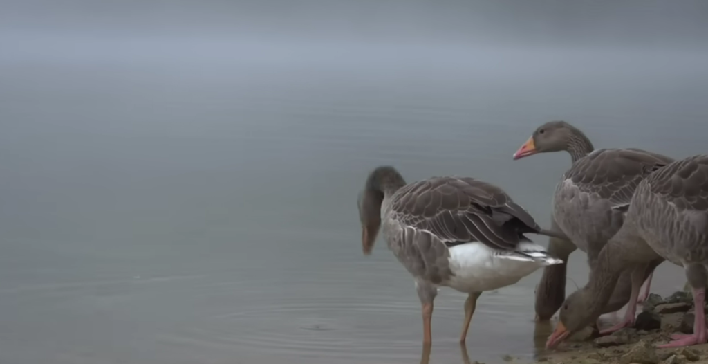 The Magnetic Pole Flip: What the Birds Know That Humans Haven't Realized Yet