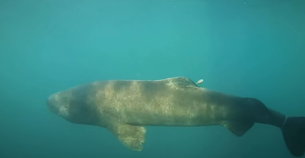 The 500-Year-Old Shark: The Secret to Longevity Hidden in the Arctic Ocean