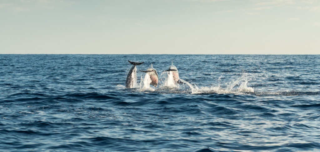 Opponent of Met or Marlin: Crossword Clue Breakdown