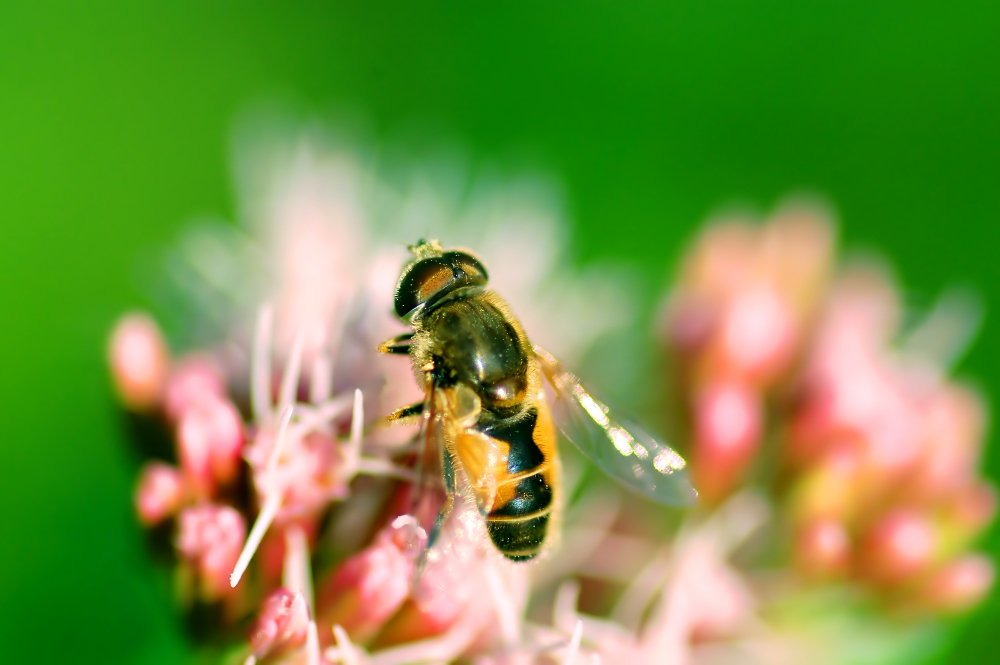 The Bee Solution: How AI-Driven Pollination is Saving the Global Food Supply