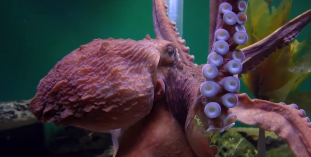 The Octopus Dream: New Video Evidence Proves Cephalopods Dream Just Like Humans