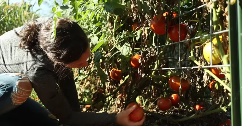 The Vertical Farm Crisis: Why the Future of Food is Suddenly Collapsing in Europe