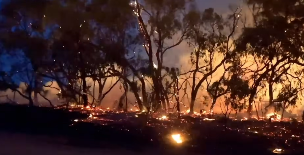 The Sixth Extinction: Why Scientists are Terrified of the Silence Growing in the Amazon Rainforest