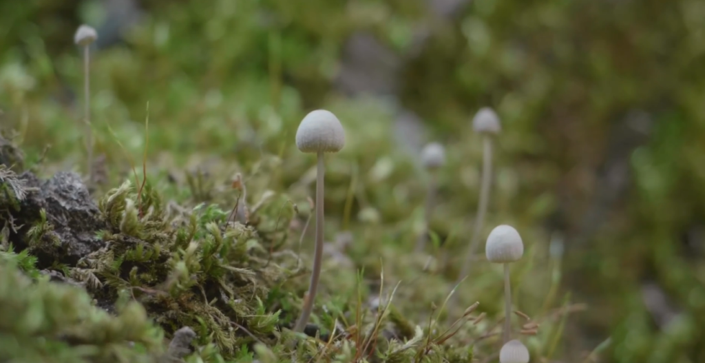 The Mushroom Mind: Why Mycelium Could Be the Smartest "Engine" on the Planet