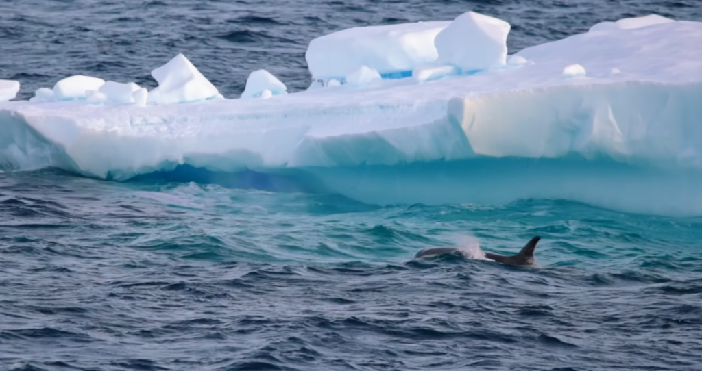 The Hidden Climate Feedback Loop Linking Antarctica to Carbon Uptake