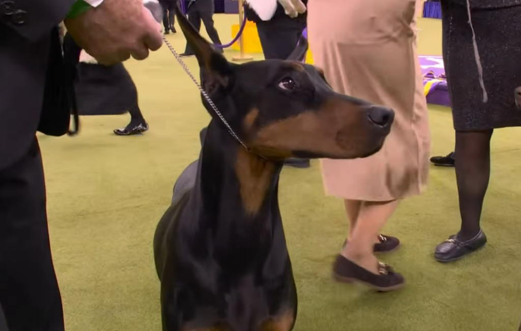Penny the Doberman Wins Best in Show at 150th Westminster