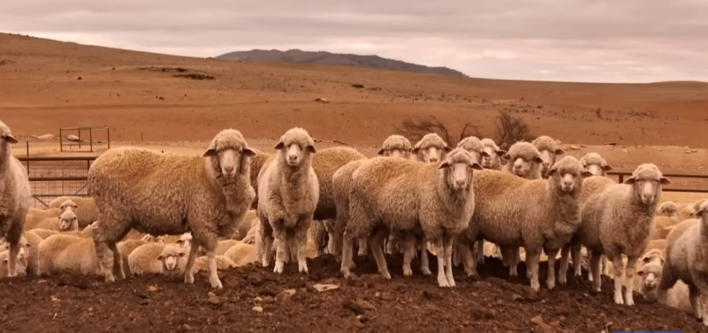 Australia’s Drought Patterns Grow More Severe