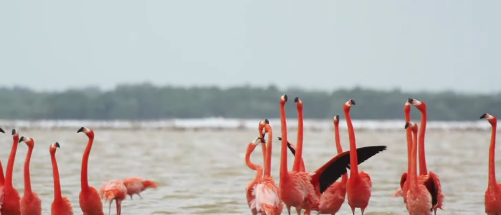 Pacific Island Nations Demand Urgent Climate Action