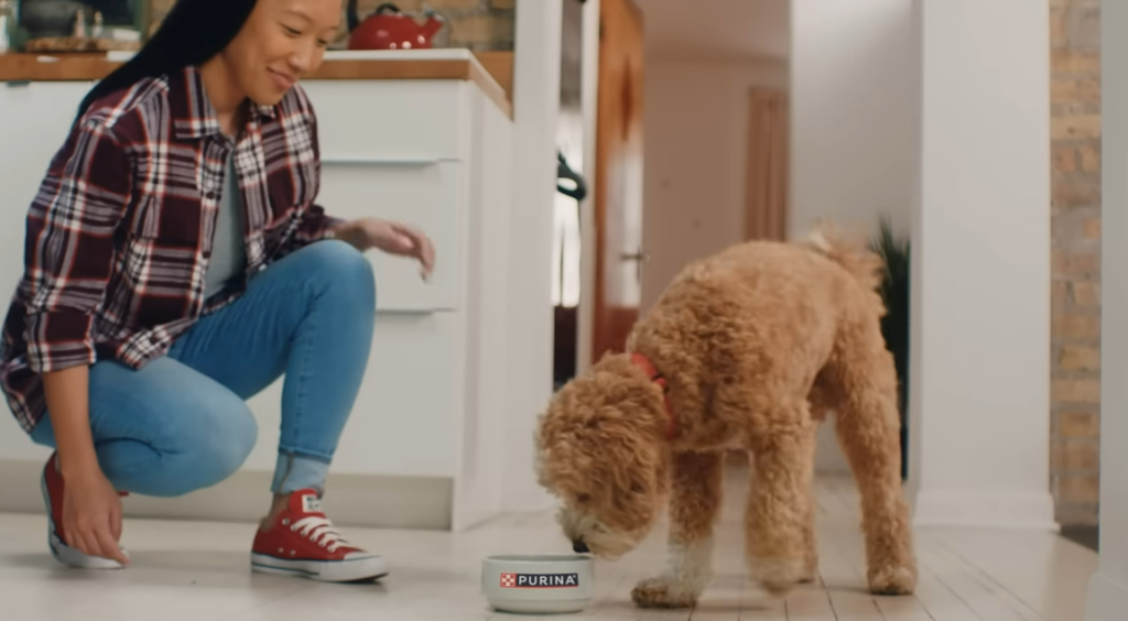 Dog Food Contaminants Raise Fresh Questions About Pet Health