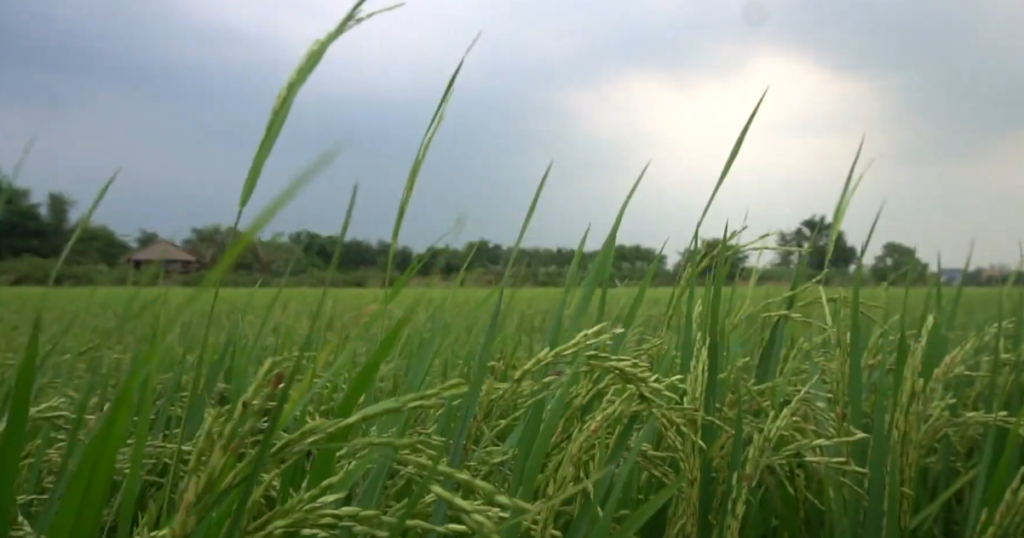 Olam Share Price: Why the Market Is Hesitant Despite a 5% Yield Olam Share Price: Why the Market Is Hesitant Despite a 5% Yield