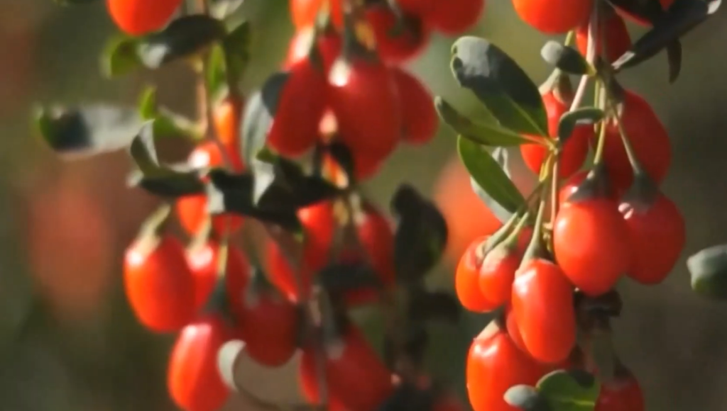 China’s Zhejiang Province Rolls Out Smart Farming Powered by IoT Sensors