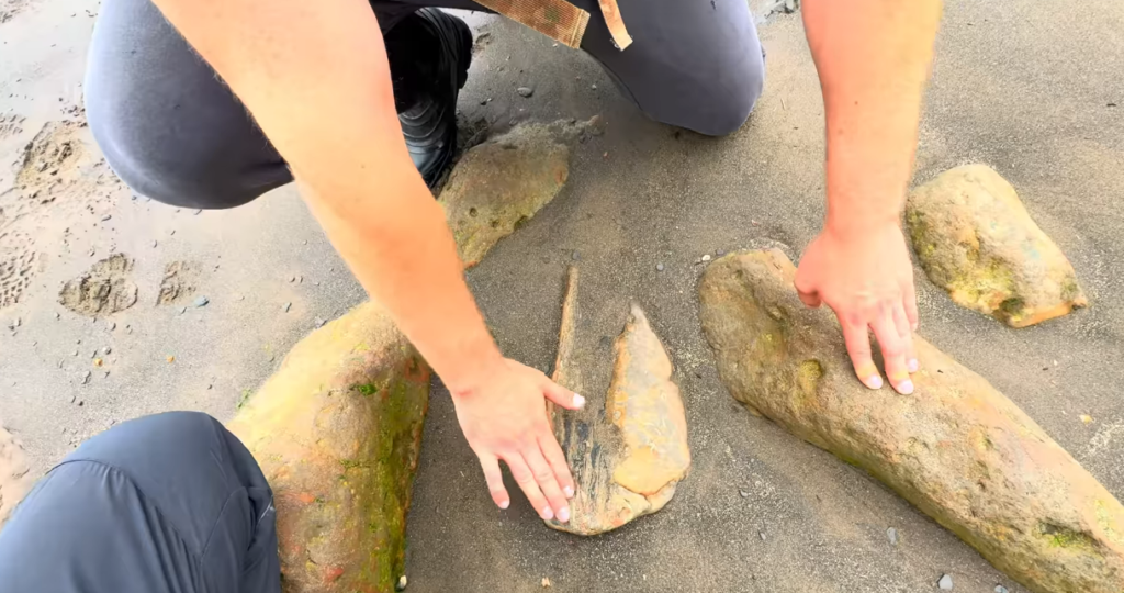 Did We Just Find a New Branch of Life? The 407-Million-Year-Old Fossil That Has No Classification Did We Just Find a New Branch of Life? The 407-Million-Year-Old Fossil That Has No Classification