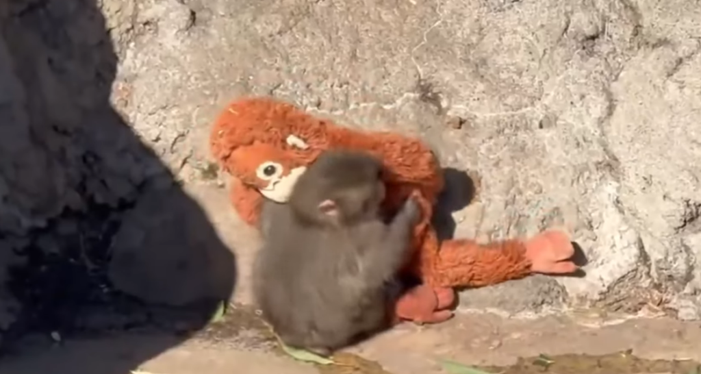 Ichikawa’s Viral Punch Monkey Changed How the World Sees This Modest City Ichikawa’s Viral Punch Monkey Changed How the World Sees This Modest City