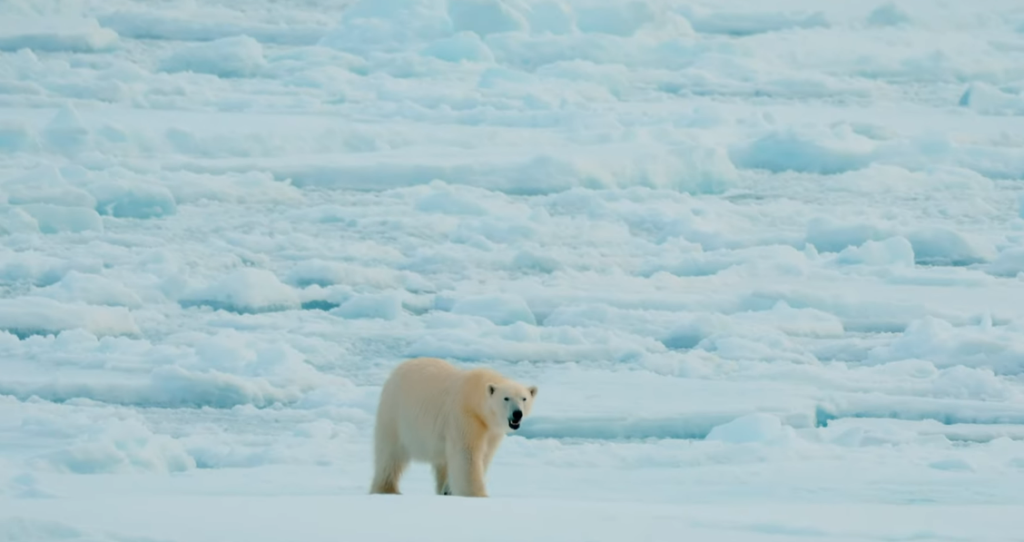 Why Norway’s Polar Bears Are Acting Strangely—and What It Signals for the Planet