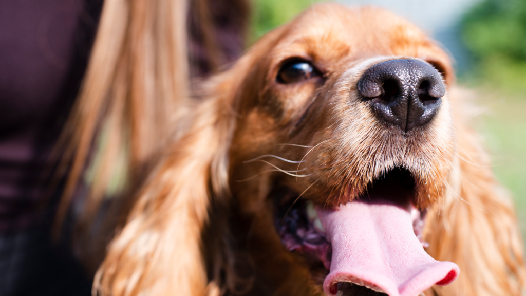 Could a Dog’s Lick Cause Sepsis? One Woman’s Terrifying Battle With Infection Could a Dog’s Lick Cause Sepsis? One Woman’s Terrifying Battle With Infection