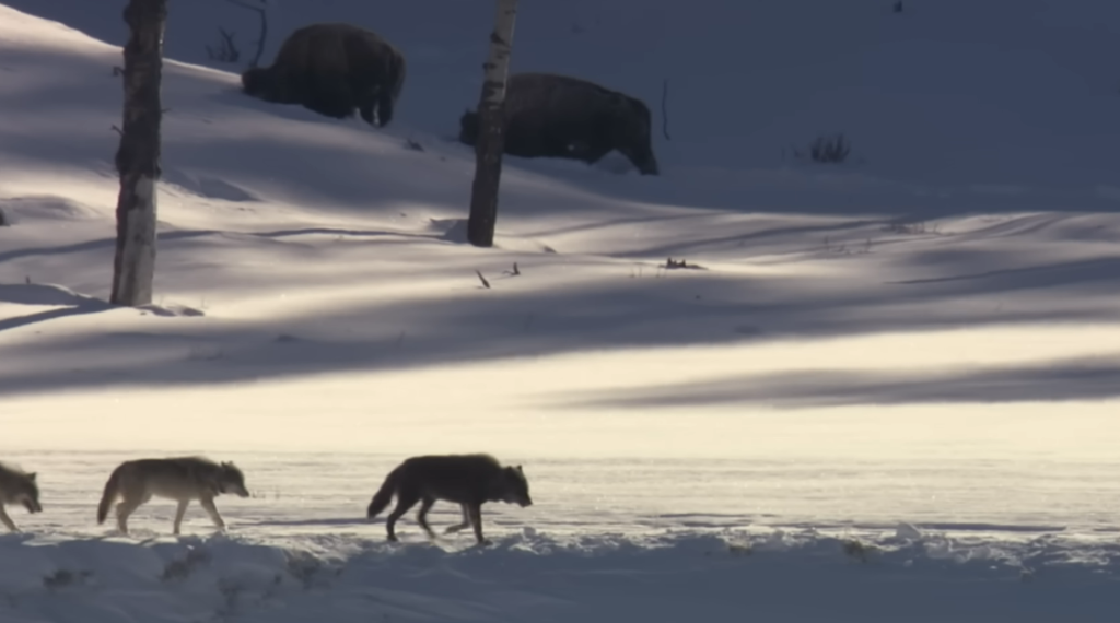 Arctic Wildlife Adapts to a Rapidly Changing Habitat
