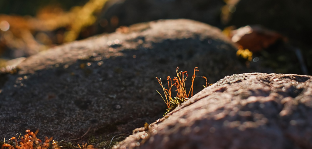 How Disorder Drives One of Nature’s Most Complex Machines Inside Your Cells How Disorder Drives One of Nature’s Most Complex Machines Inside Your Cells