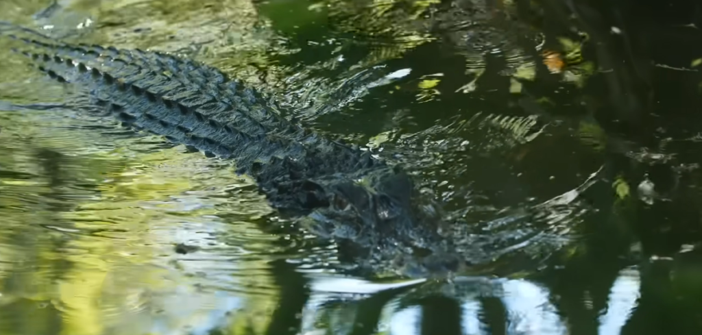 The Prehistoric Biped: How a 4-Legged Ancestor Learned to Sprint Like a Theropod