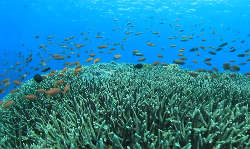 Record Ocean Warming Sparks Global Fisheries Crisis