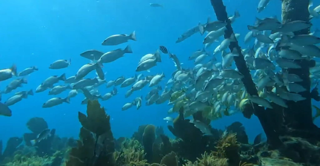 France Calls for Tougher COP Negotiations Amid Rising Global Temperatures