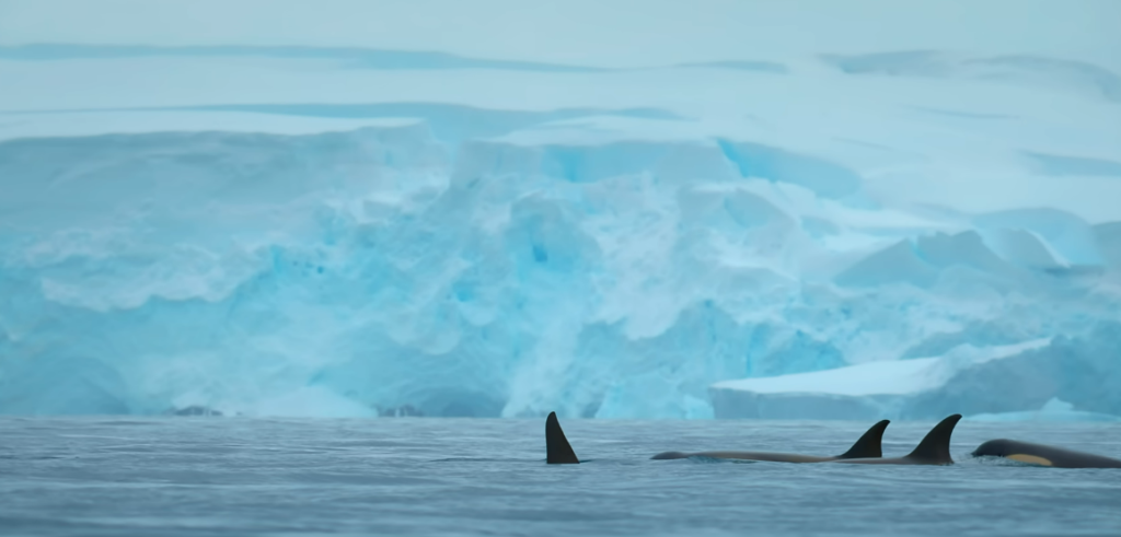 The Antarctic Carbon Sink May Be Weakening Faster Than Feared