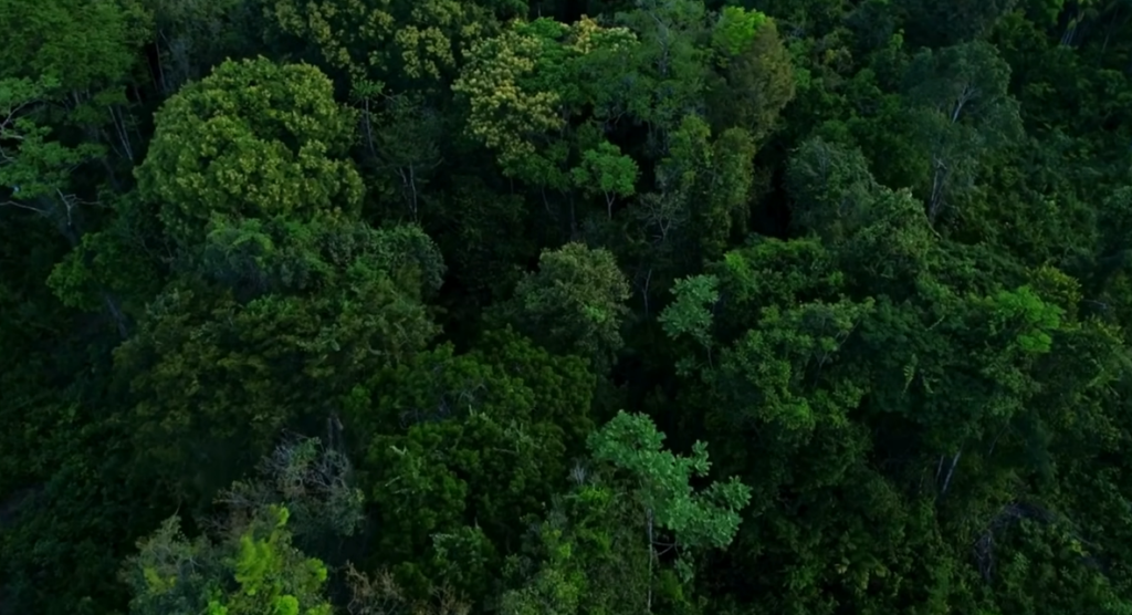 The Amazon Is Emitting More Carbon Than It Absorbs—Has the Tipping Point Arrived? The Amazon Is Emitting More Carbon Than It Absorbs—Has the Tipping Point Arrived?
