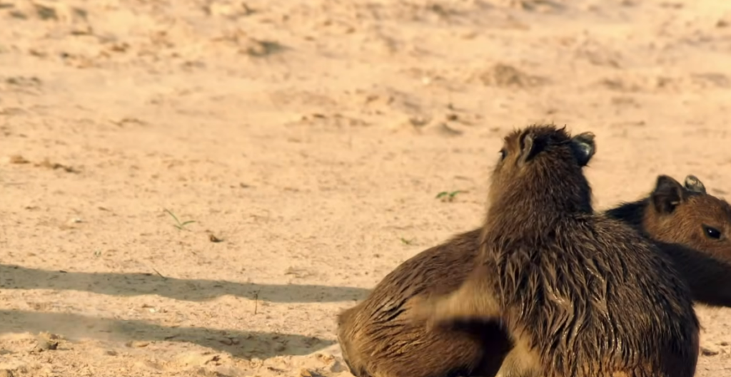 Capybara Escape Turns Quiet English Village Into Unexpected Wildlife Drama