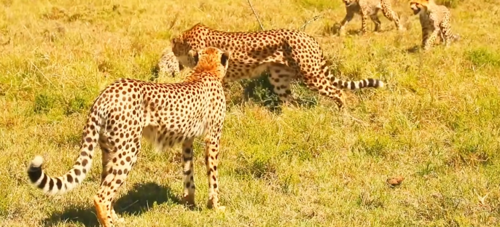 Kenya’s Wildlife Migration Disrupted by Extreme Heat