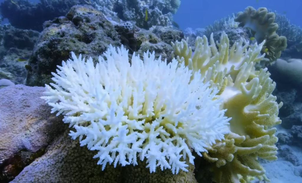 Australia’s Coral Bleaching Reaches Catastrophic Levels