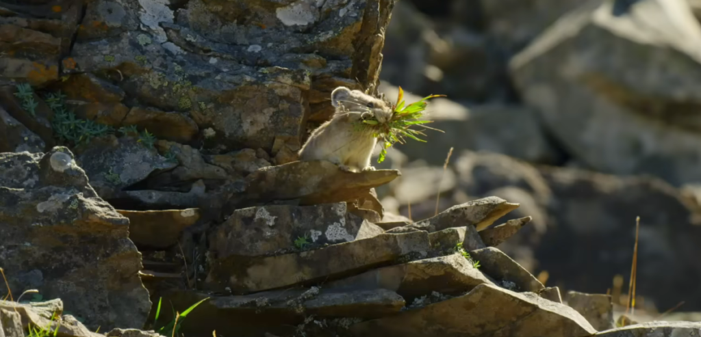 The High-Altitude Squeeze: The Tragic Fate of the Pika and Other Mountain Dwellers The High-Altitude Squeeze: The Tragic Fate of the Pika and Other Mountain Dwellers