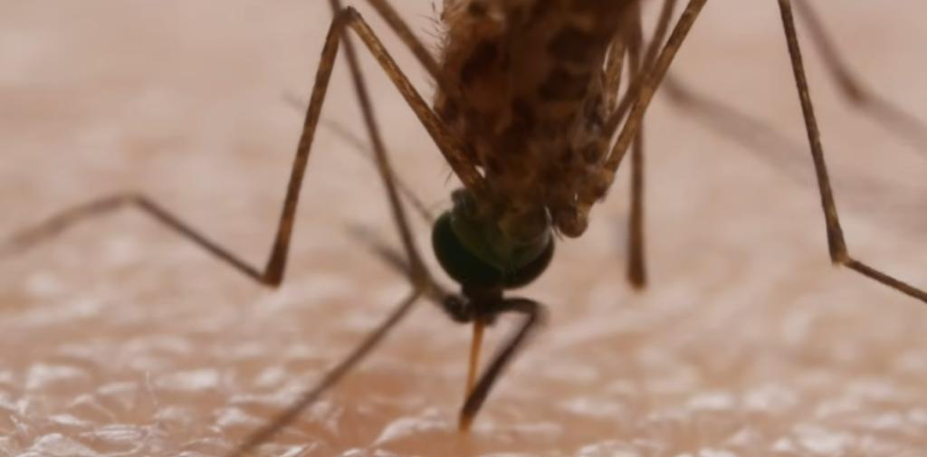 The Mosquito Expansion: How Climate Change is Bringing Tropical Diseases to the Suburbs The Mosquito Expansion: How Climate Change is Bringing Tropical Diseases to the Suburbs