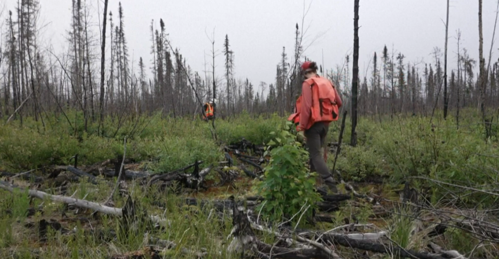 The Drone Reforestation Fleet: How Robots Are Planting a Billion Trees a Year