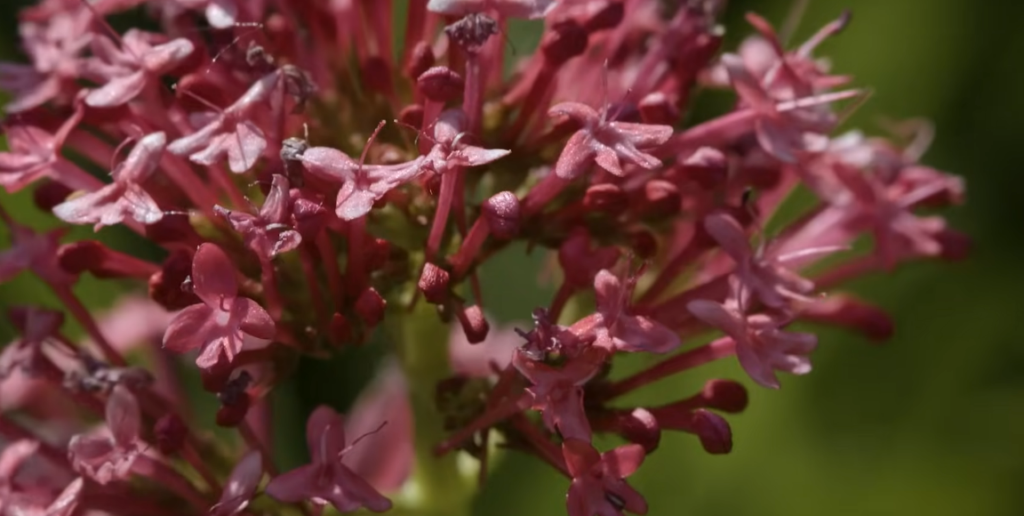 The Insect Apocalypse: What the Disappearance of Pollinators Means for the Human Diet The Insect Apocalypse: What the Disappearance of Pollinators Means for the Human Diet