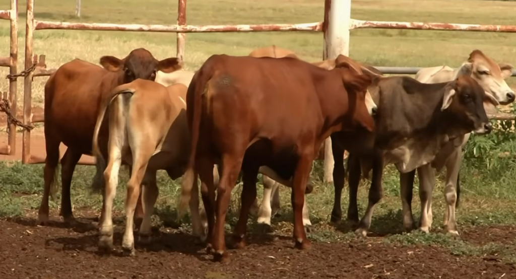The Precision Fermentation Boom: Brewing Milk Without Cows to Save the Climate