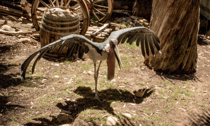 The 90-Million-Year-Old Tiny Predator: How an Argentine Fossil is Rewriting Dinosaur History