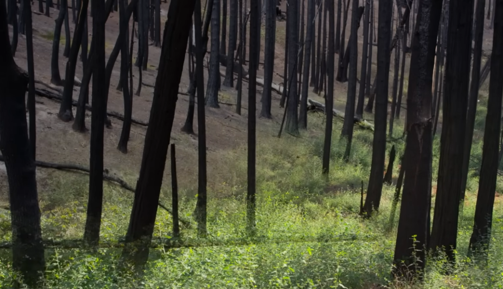 The Rise of "Zombie Forests": Why the Trees You See May Already Be Dead The Rise of "Zombie Forests": Why the Trees You See May Already Be Dead
